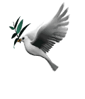 oiseaux-colombe-4